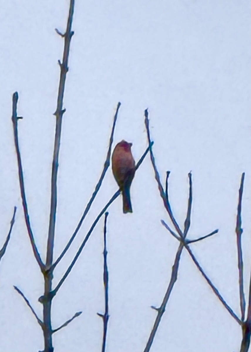 hýl nachový - ML644672875