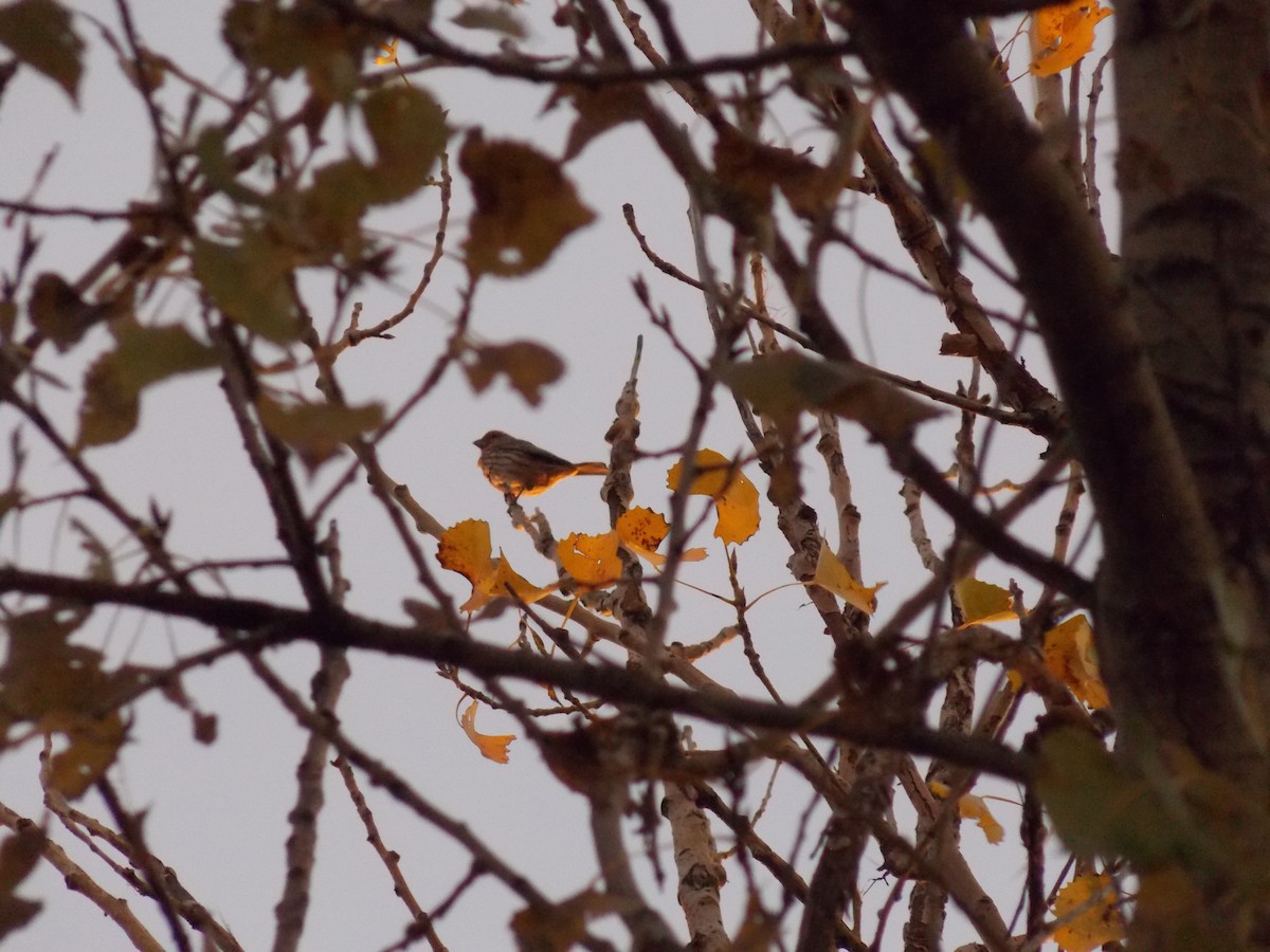 House Finch - ML644672877