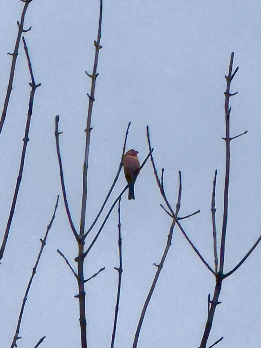 hýl nachový - ML644672880