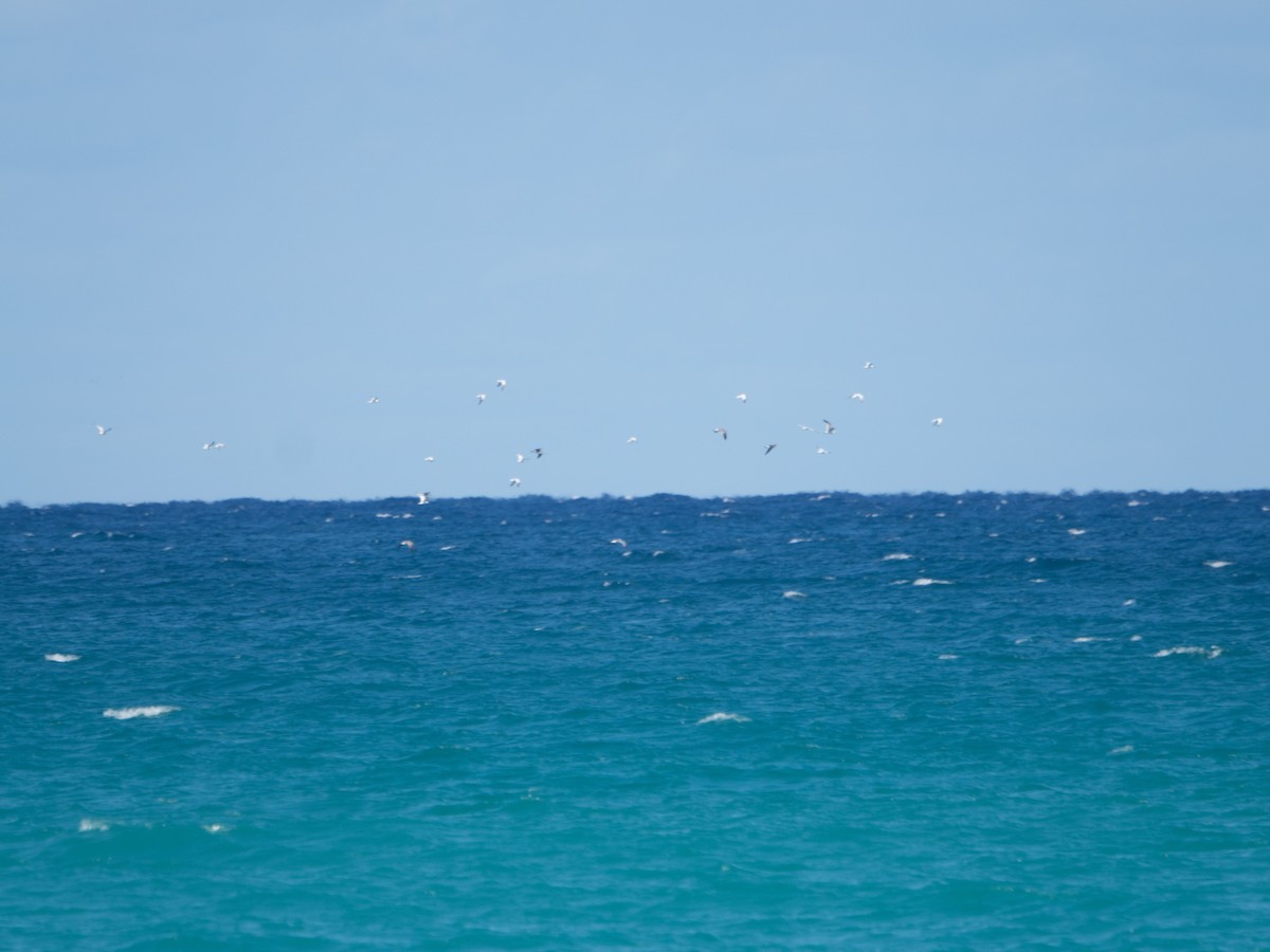 Gabbiano sghignazzante - ML644672885