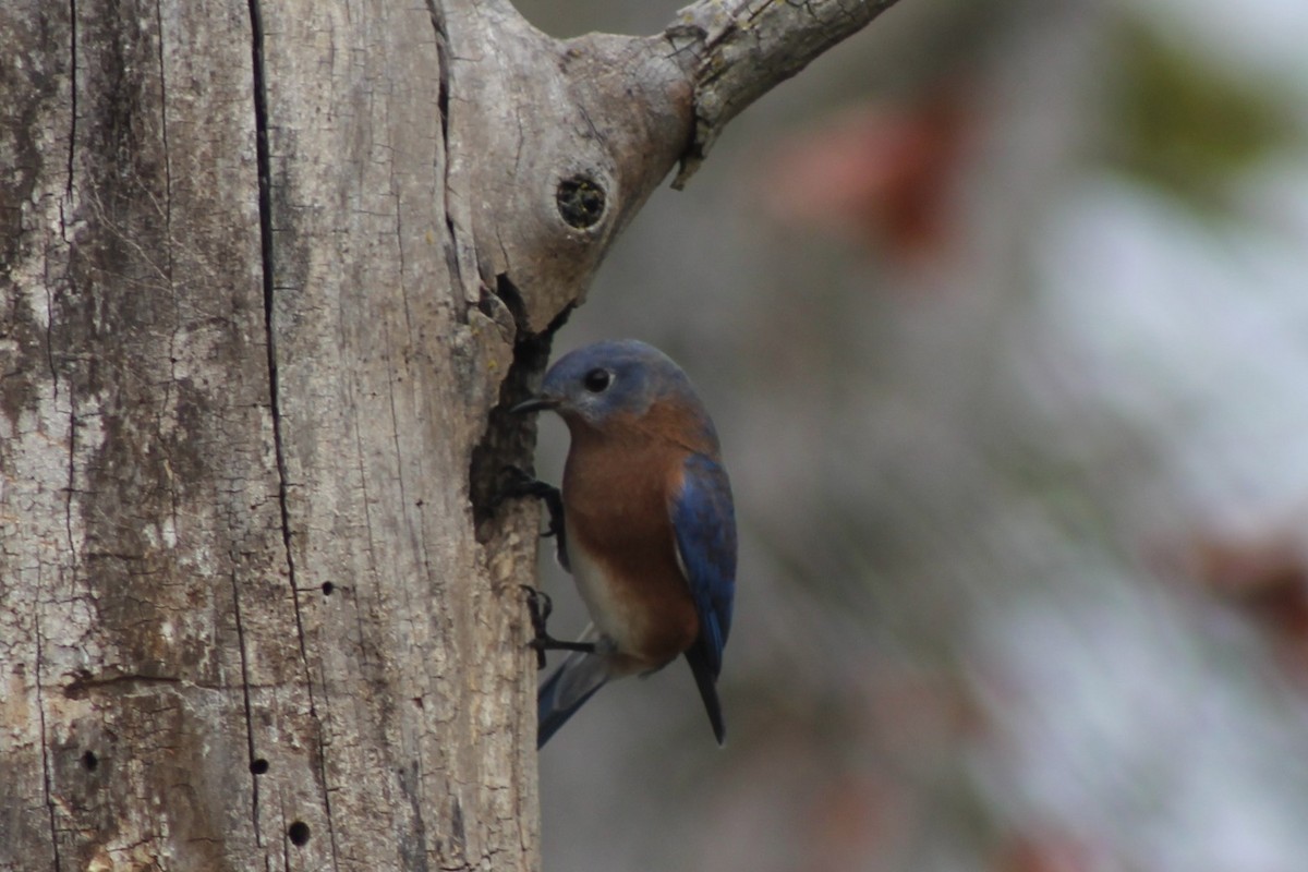 Eastern Bluebird - ML644672886