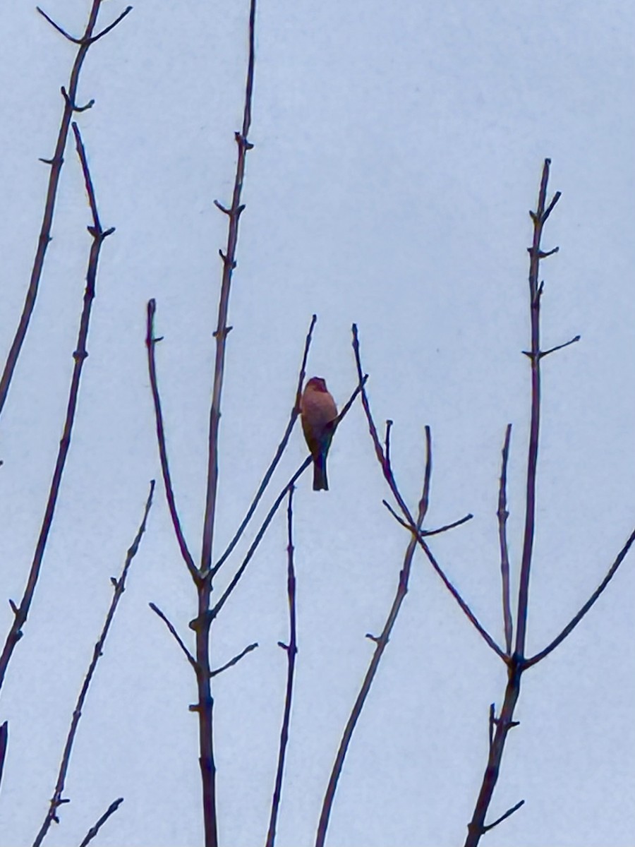 hýl nachový - ML644672888