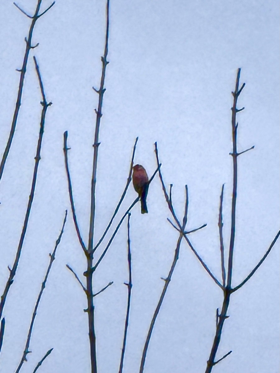 hýl nachový - ML644672889