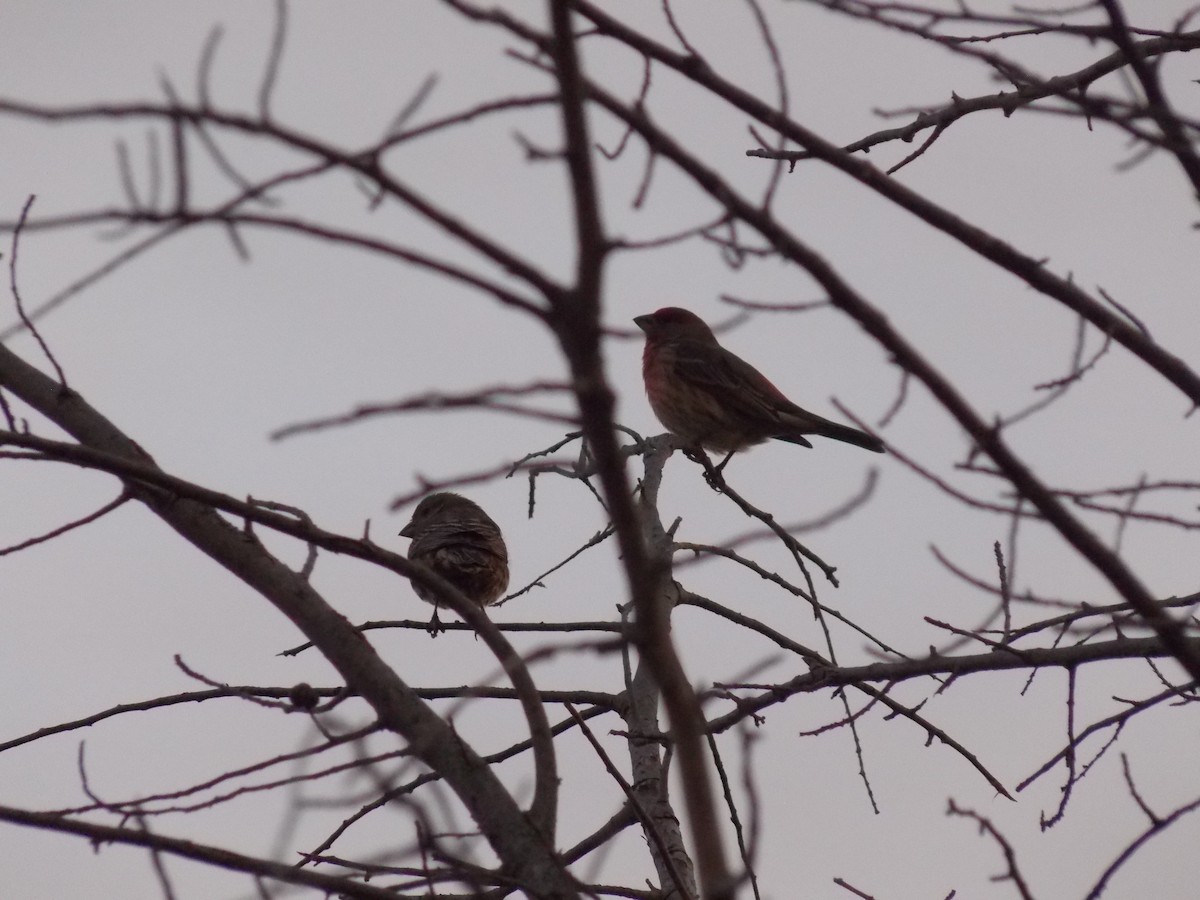 House Finch - ML644672894