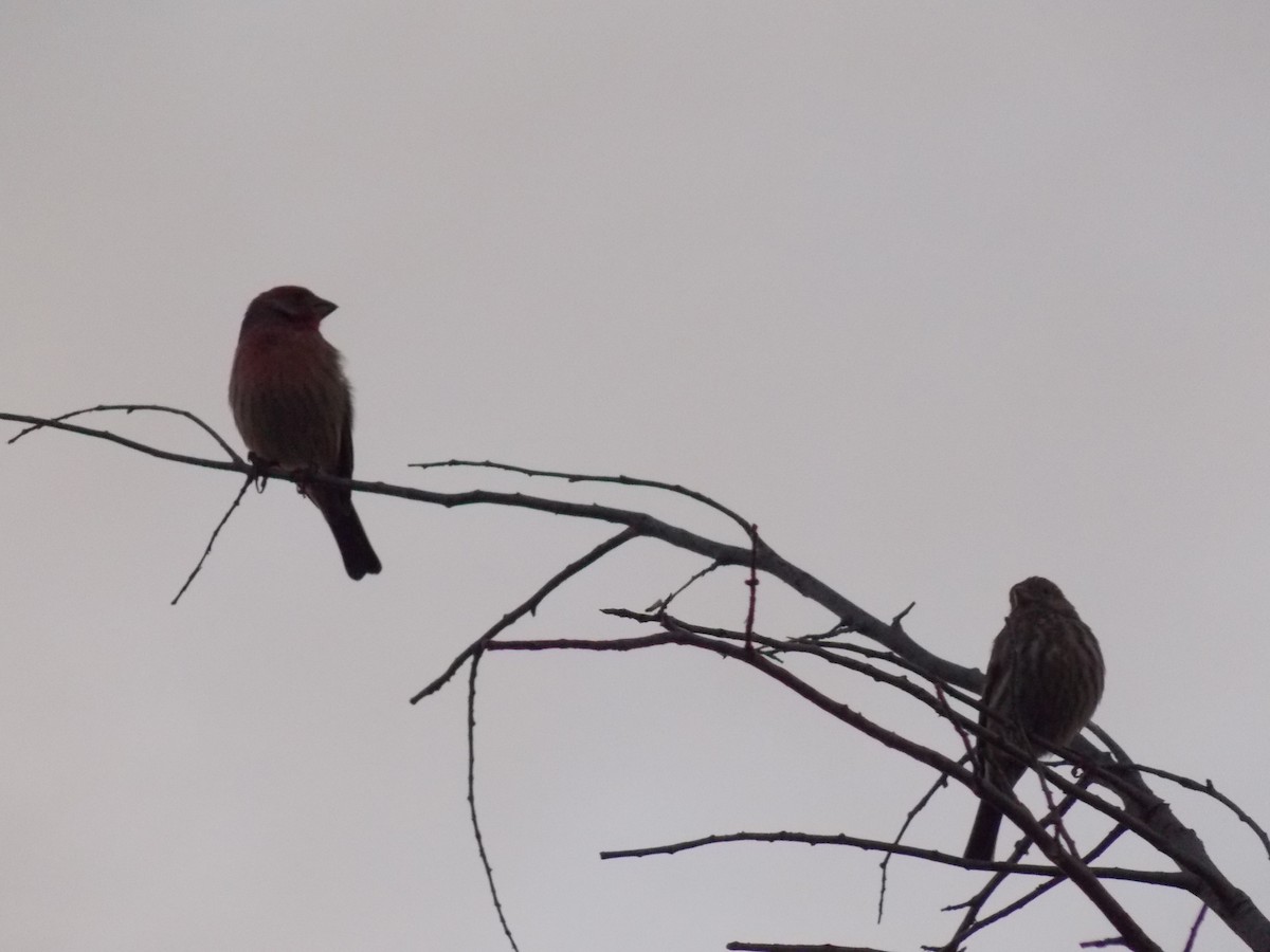 House Finch - ML644672903