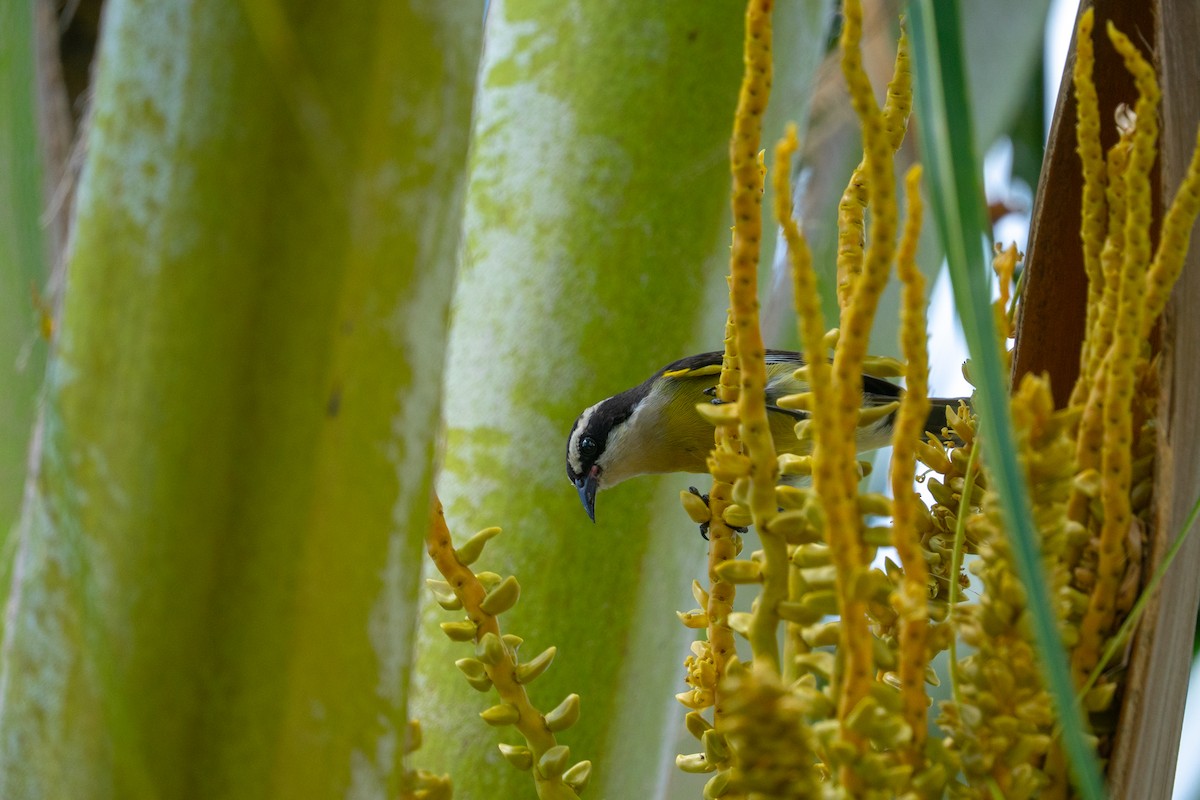 Bananaquit - ML644672904