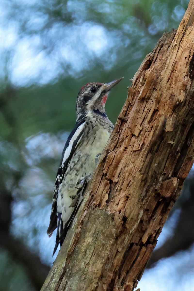 Yellow-bellied Sapsucker - ML644672908