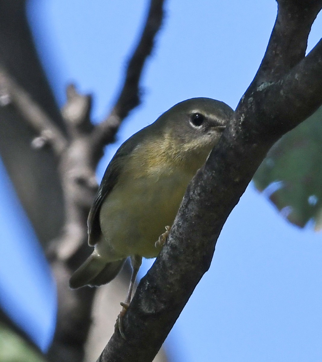Black-throated Blue Warbler - ML644672916