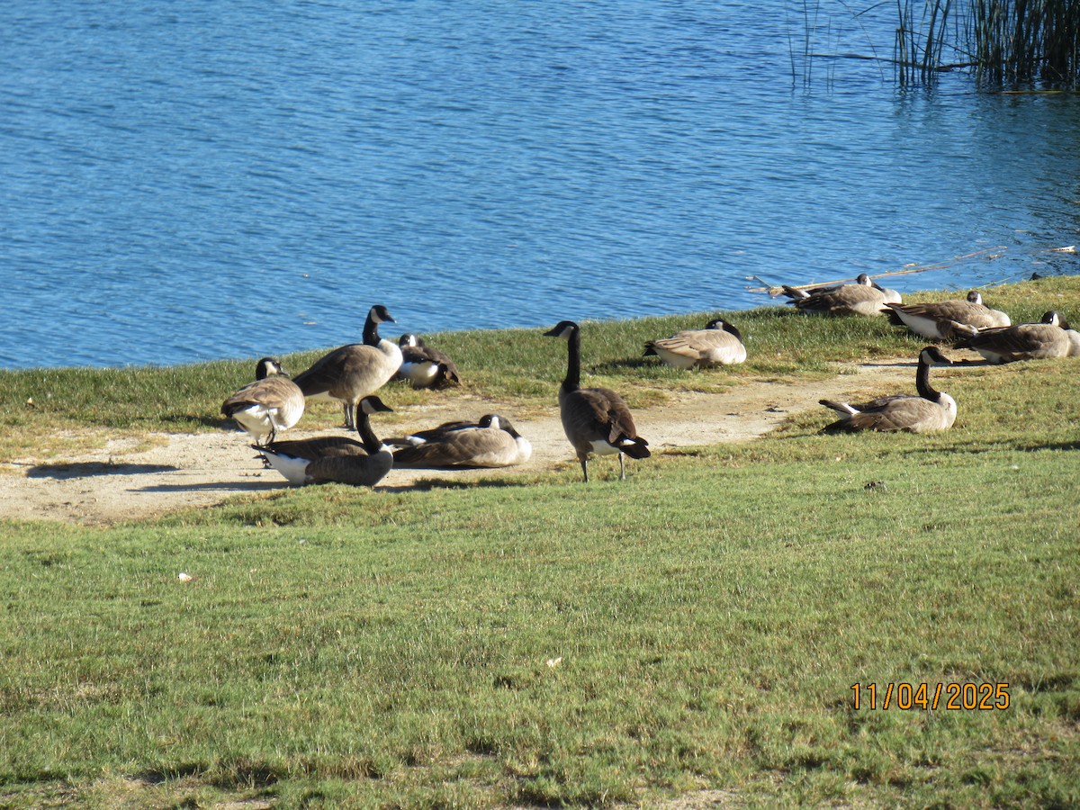 ברנטה קנדית - ML644672918