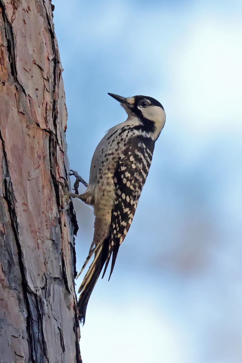 Red-cockaded Woodpecker - ML644672928