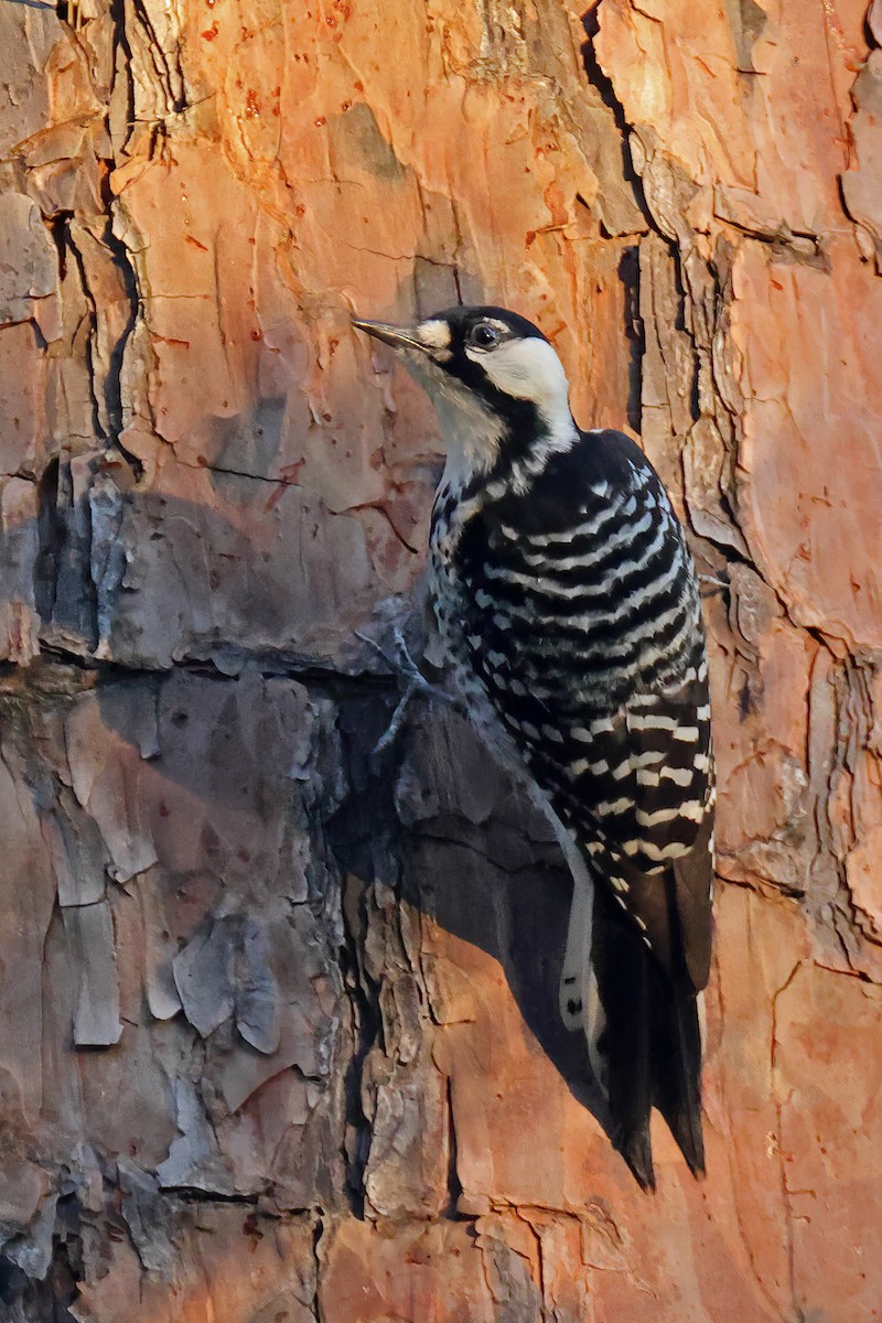 Red-cockaded Woodpecker - ML644672930