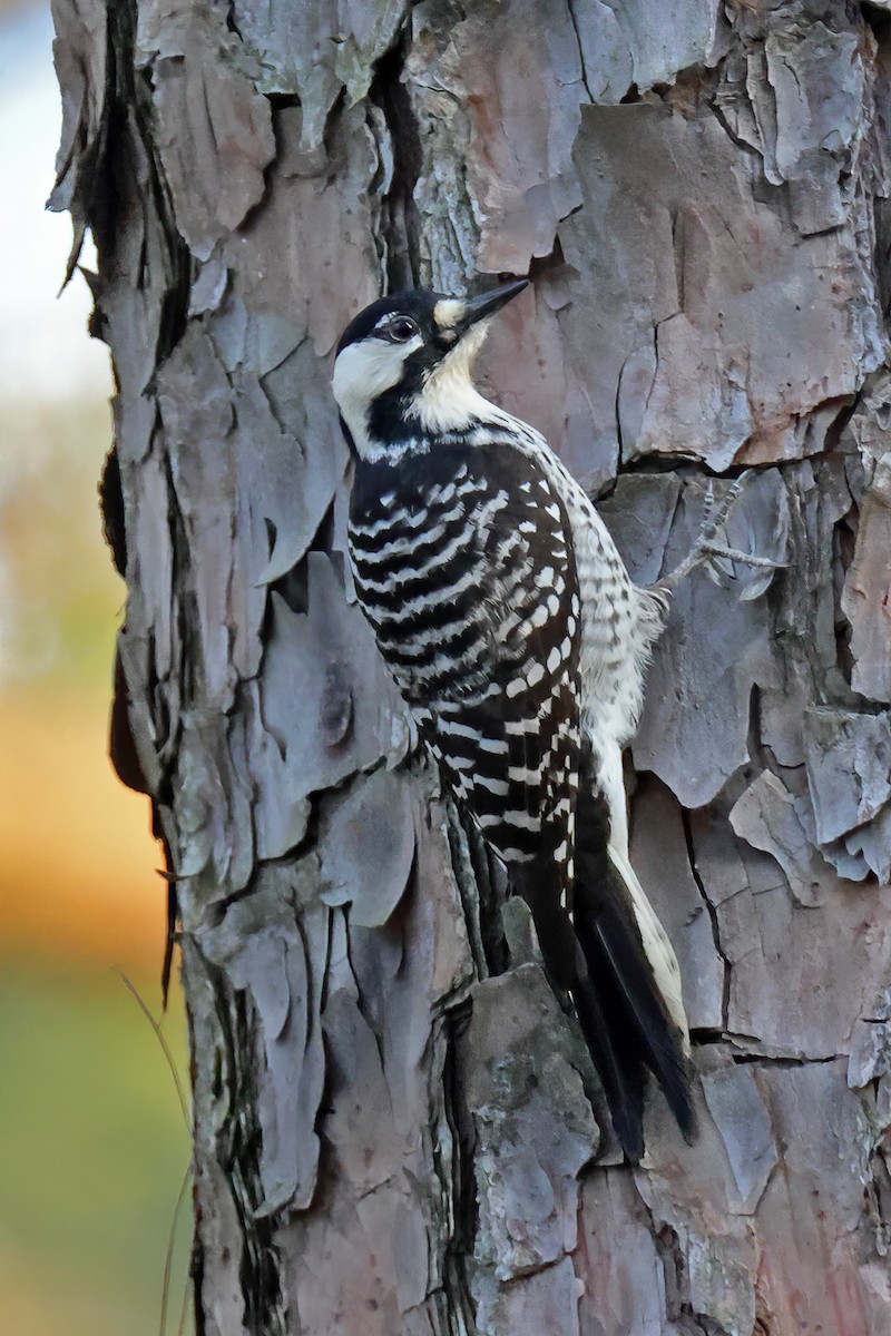 Red-cockaded Woodpecker - ML644672931
