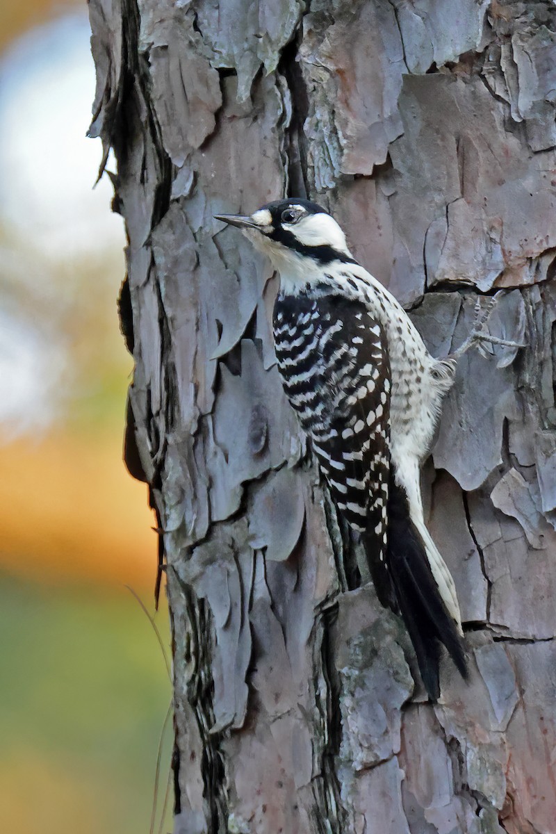 Red-cockaded Woodpecker - ML644672932