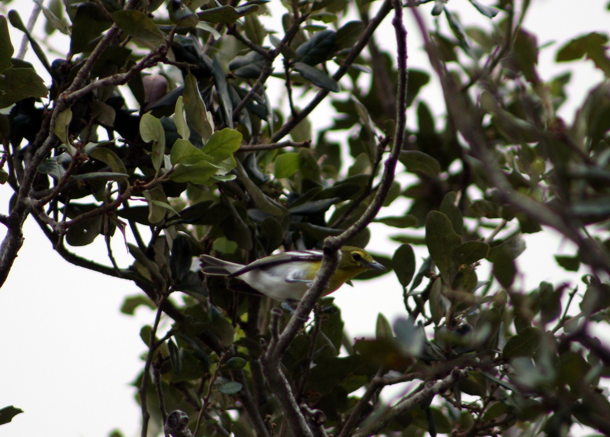 gulbrystvireo - ML644672939