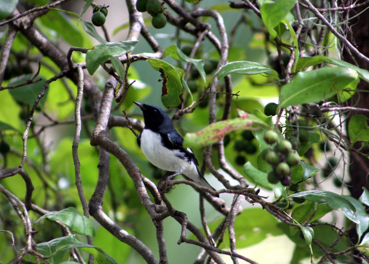 Black-throated Blue Warbler - ML644672950