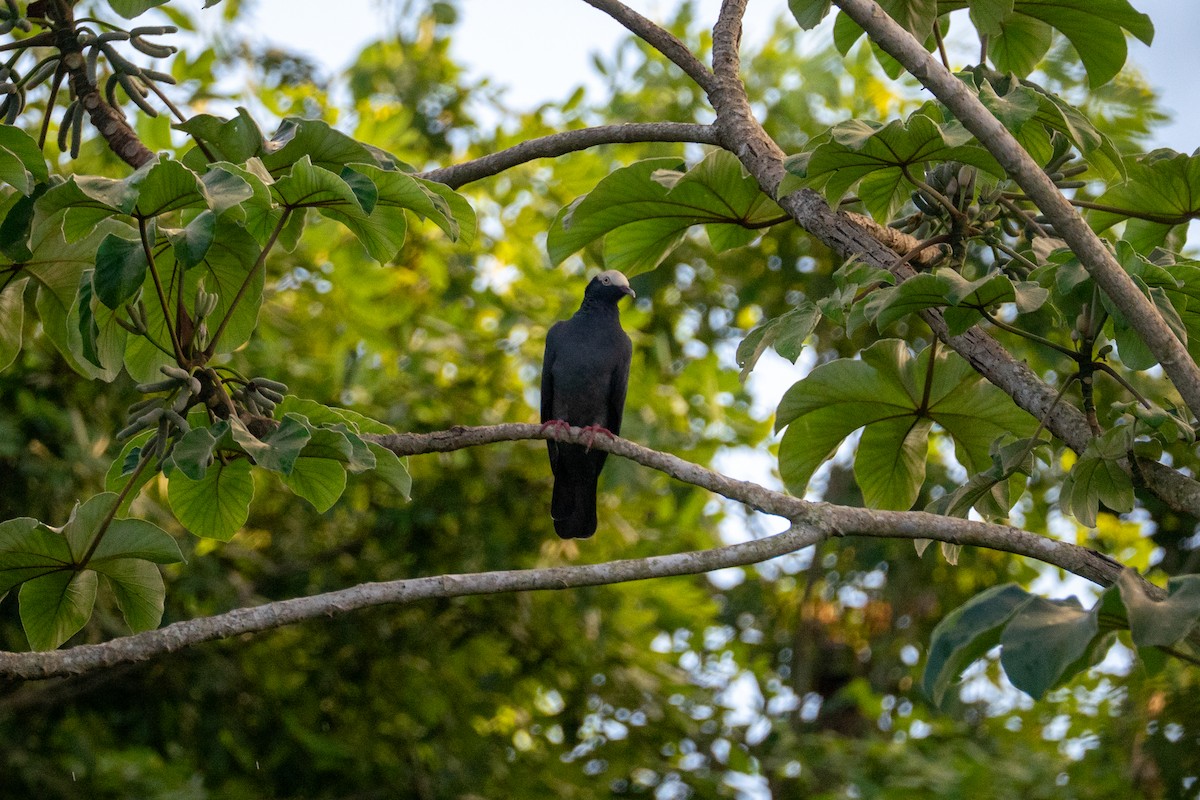 White-crowned Pigeon - ML644672951
