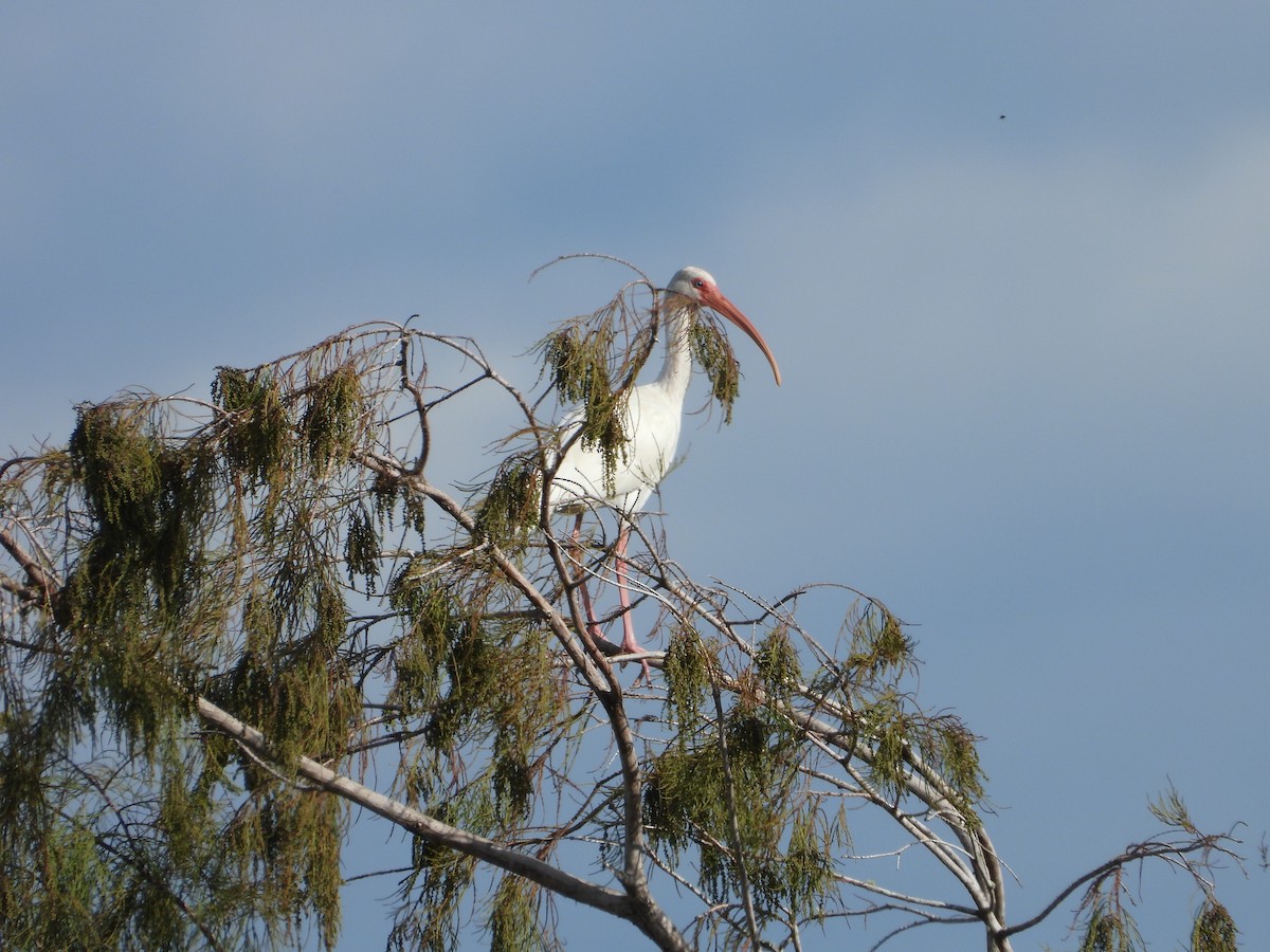 Ak Aynak - ML644672955