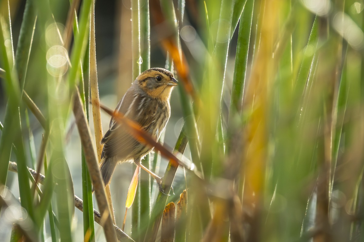 Chingolo de Nelson - ML644672958