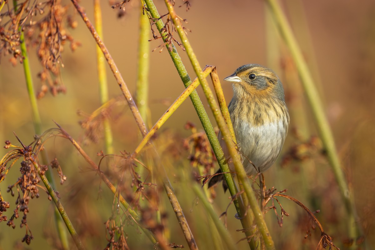 Chingolo de Nelson - ML644672959