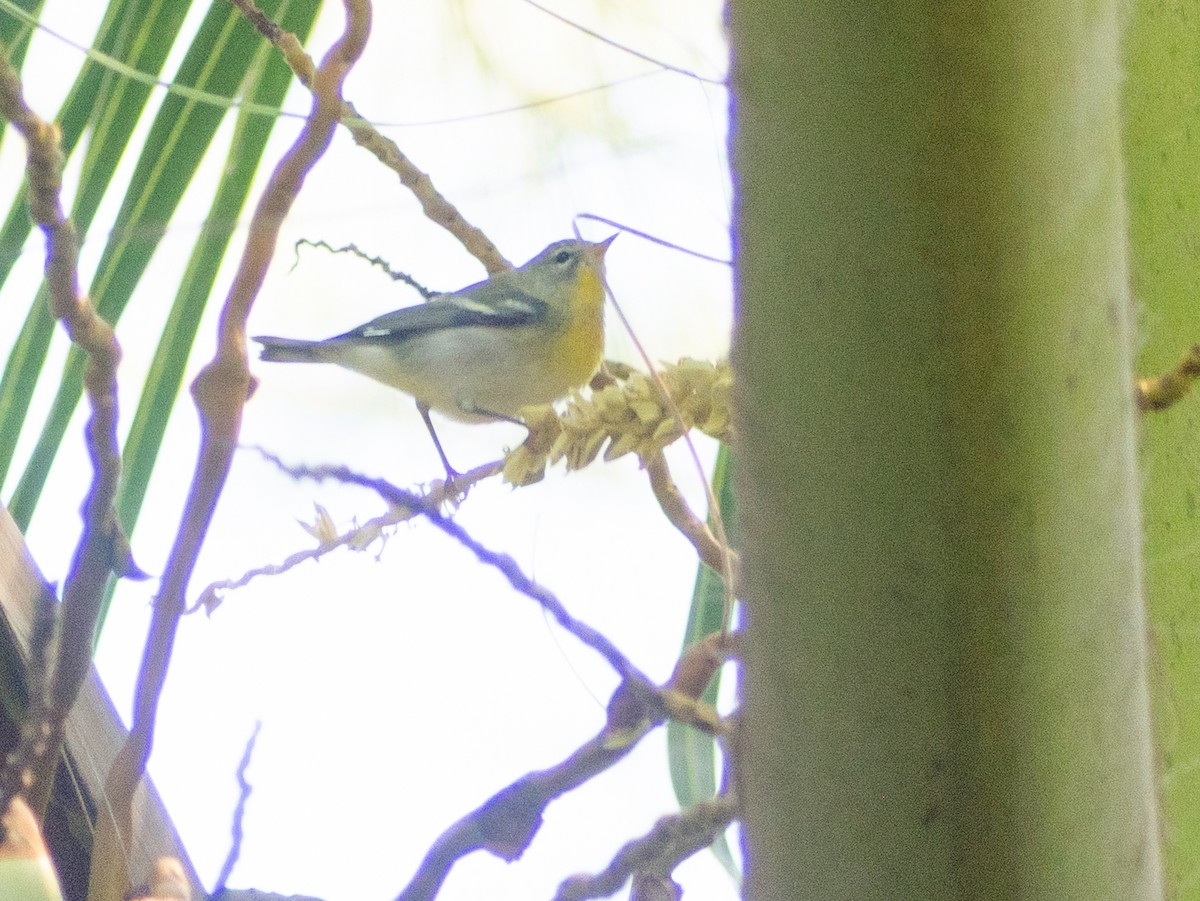 Northern Parula - ML644672966