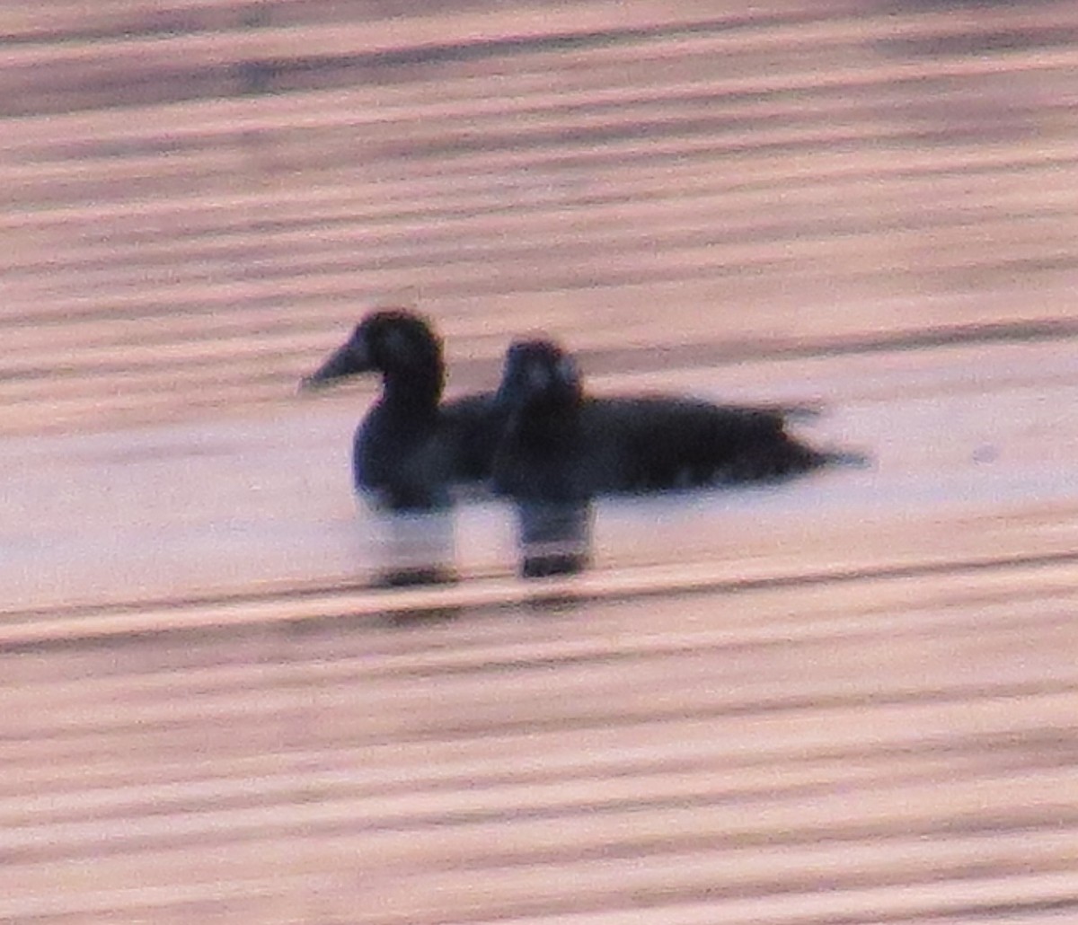 Surf Scoter - ML644672967