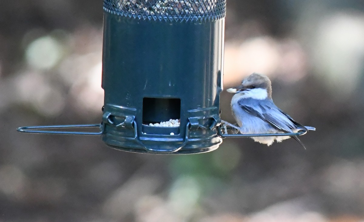 Brown-headed Nuthatch - ML644672984