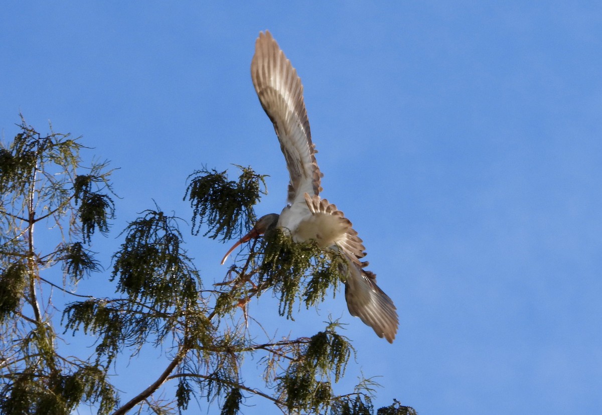 Ak Aynak - ML644672989