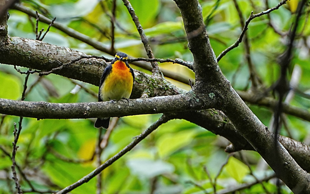 黃眉黃鶲 - ML644672998