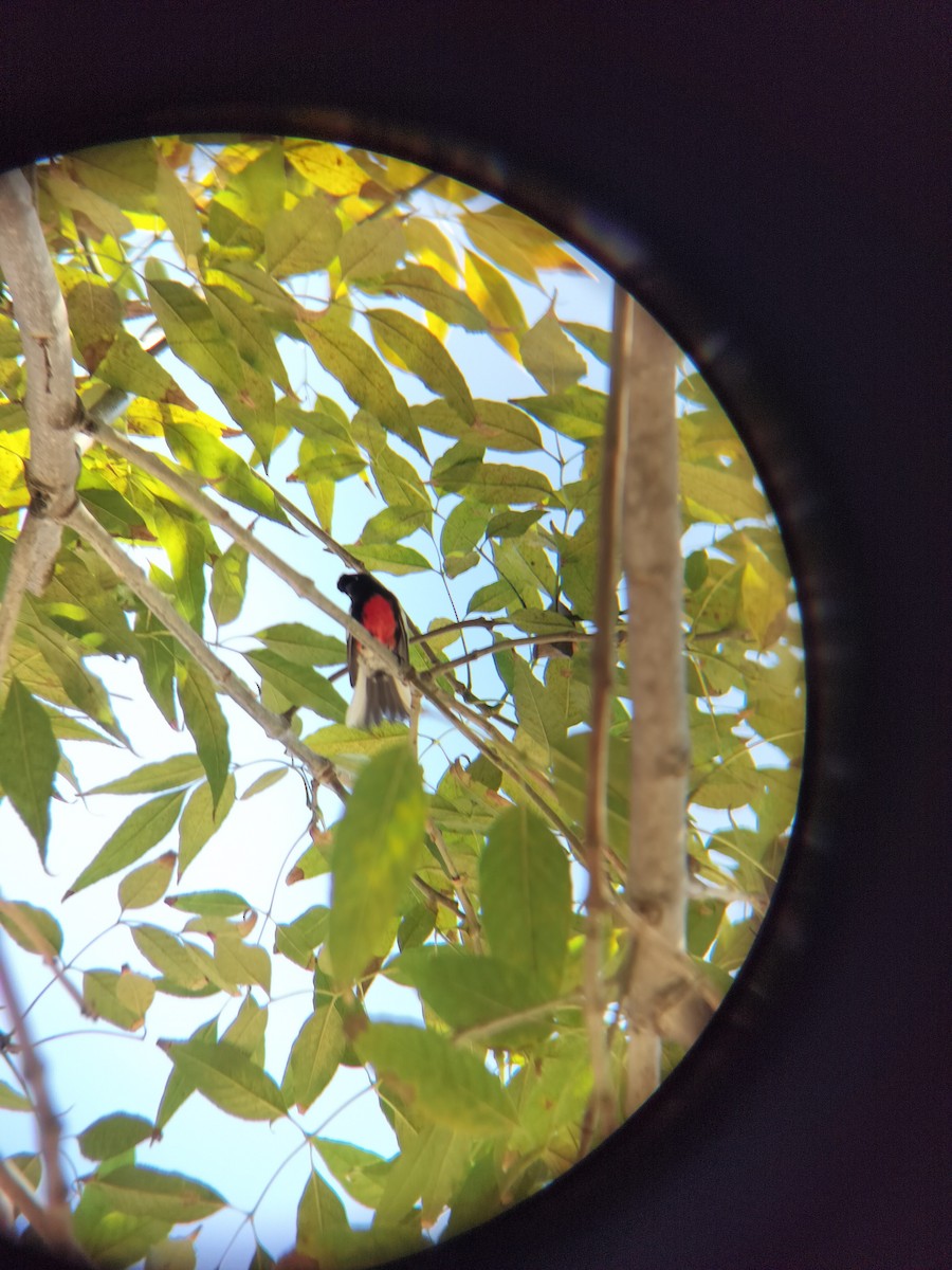 Painted Redstart - ML644673008