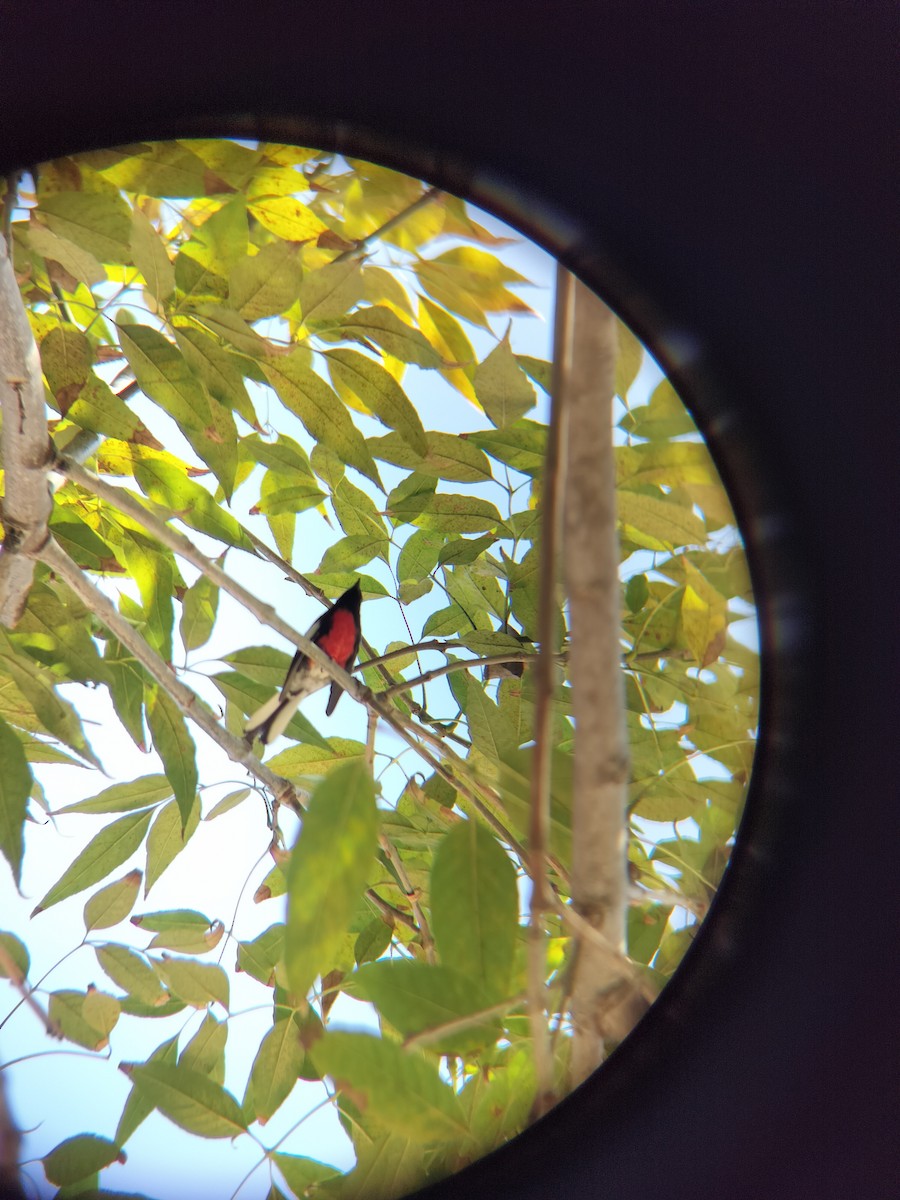 Painted Redstart - ML644673009