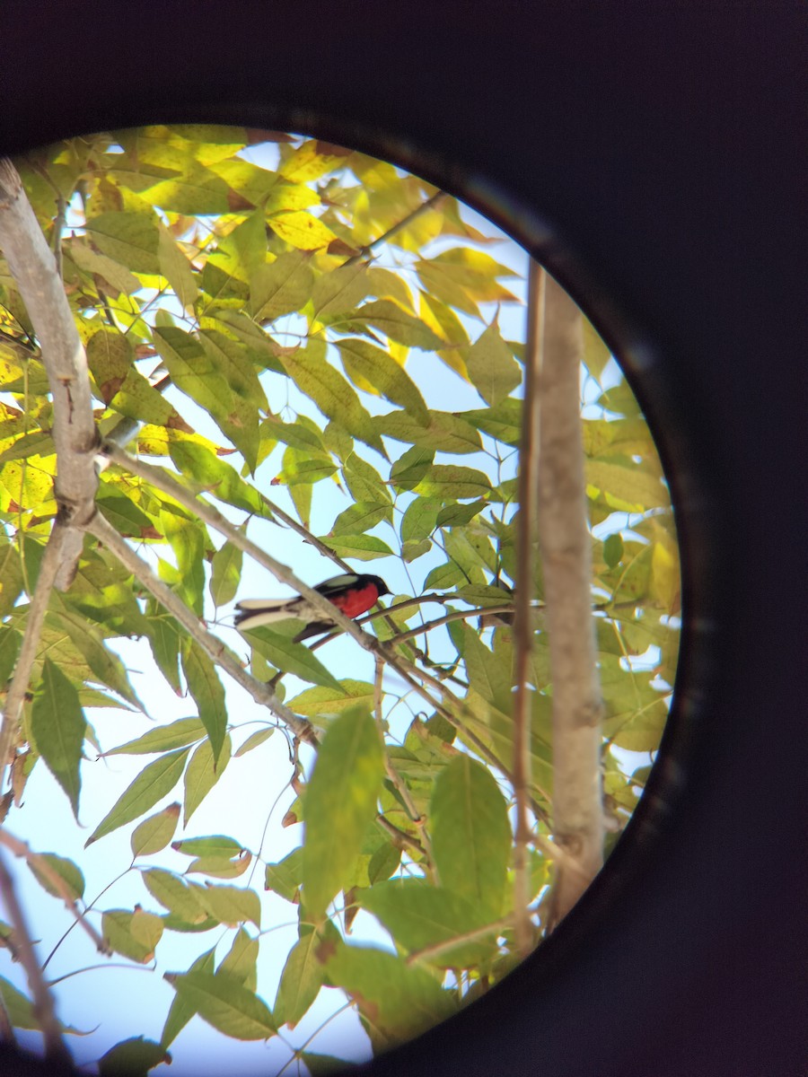 Painted Redstart - ML644673010