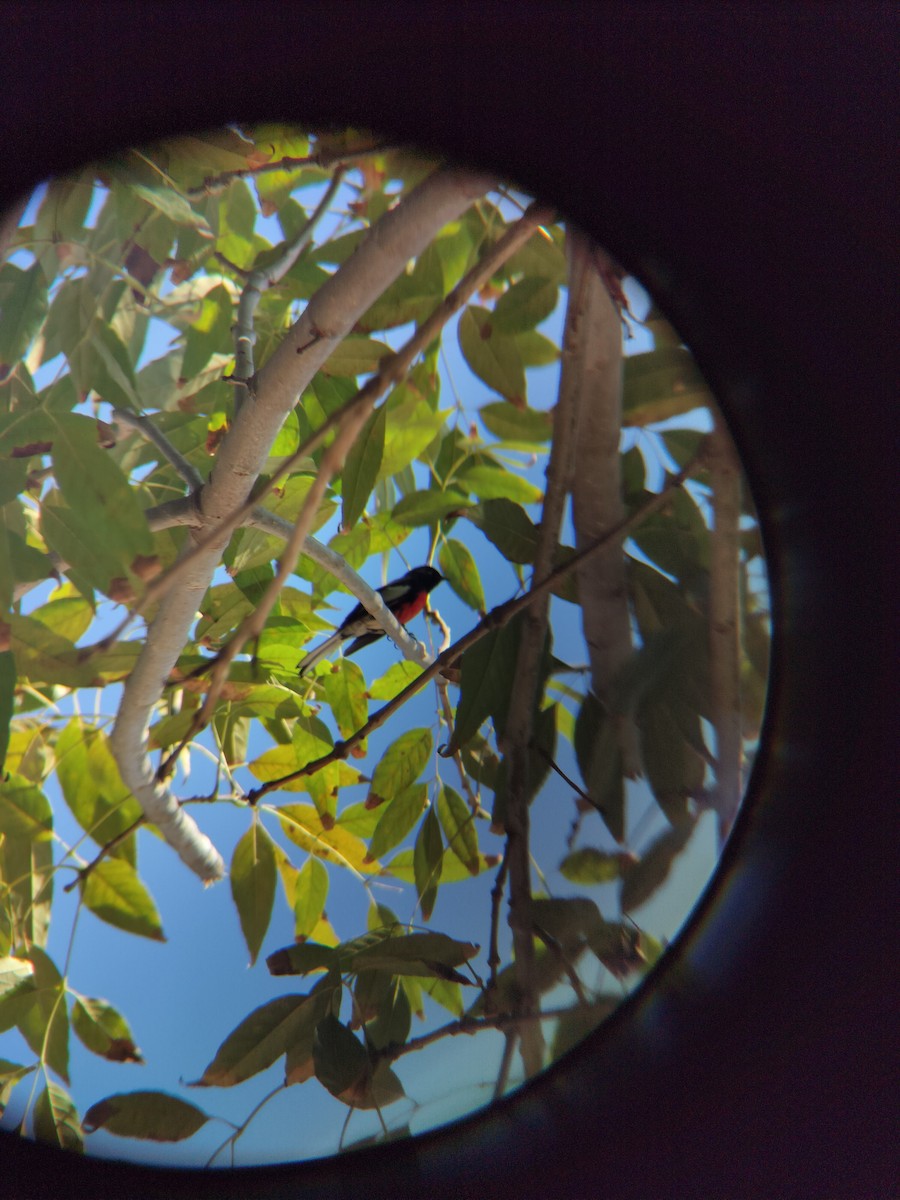 Painted Redstart - ML644673014