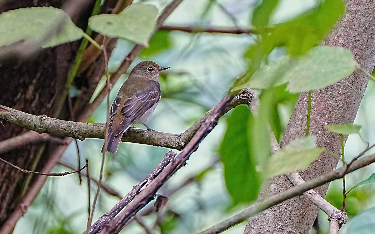 黃眉黃鶲 - ML644673016