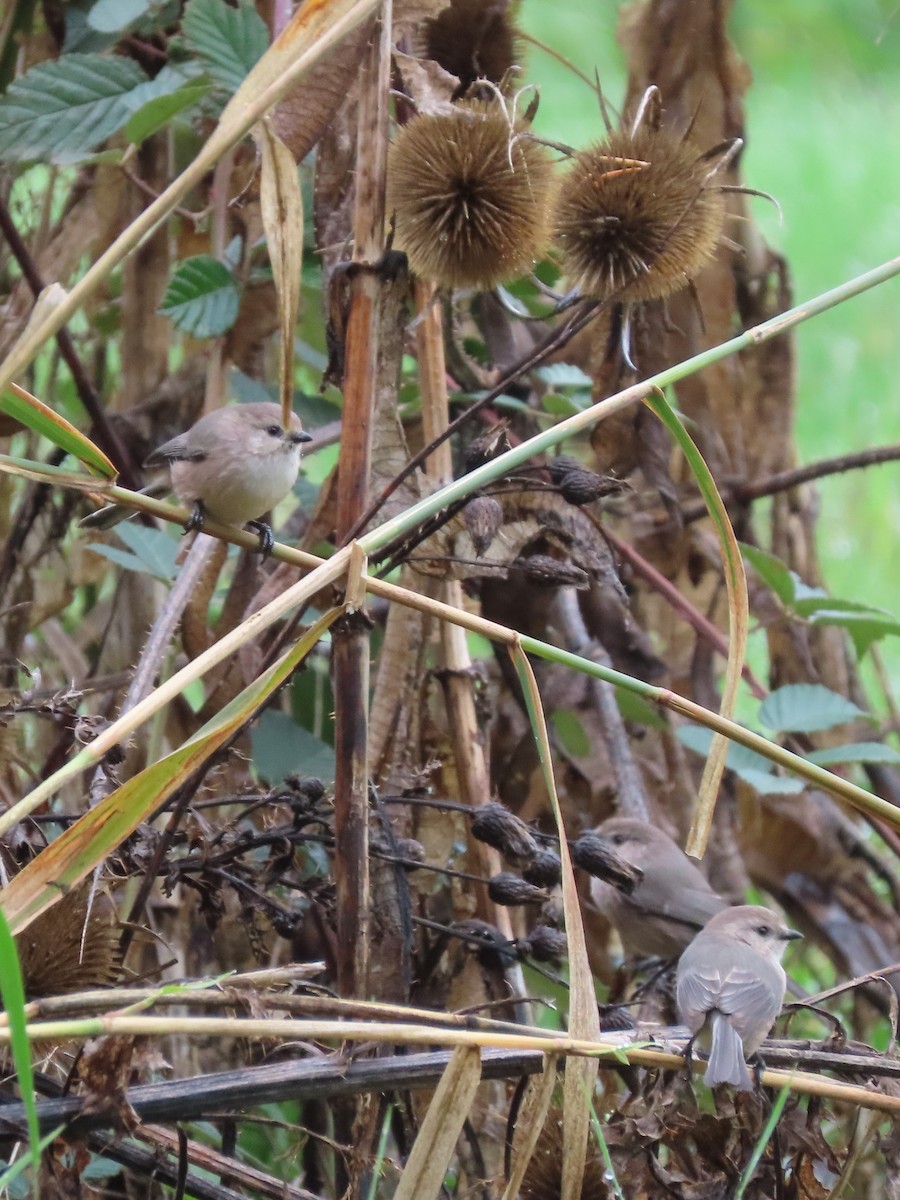 Bushtit - ML644673018