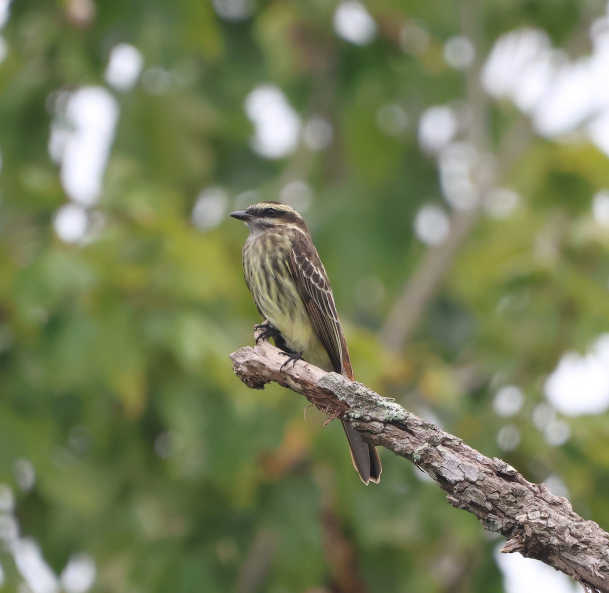 Tyran tacheté - ML644673019