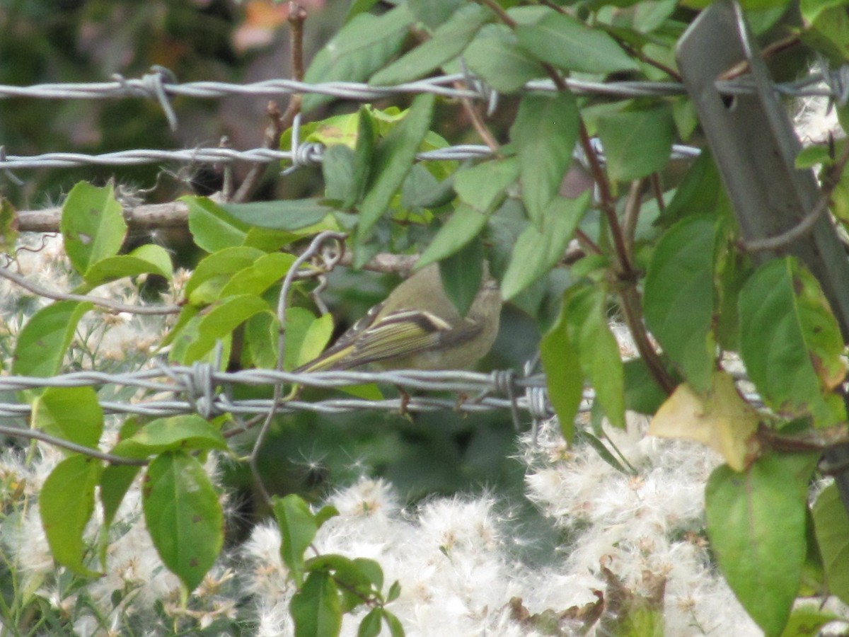 Ruby-crowned Kinglet - ML644673021