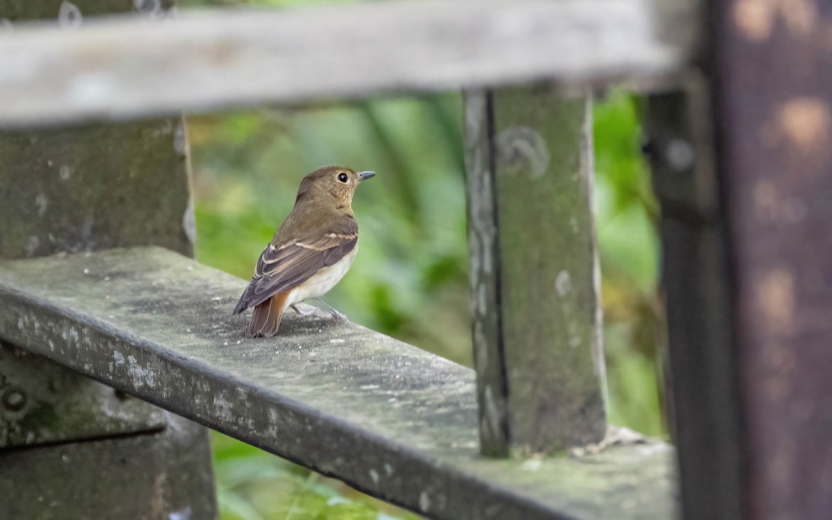 黃眉黃鶲 - ML644673022