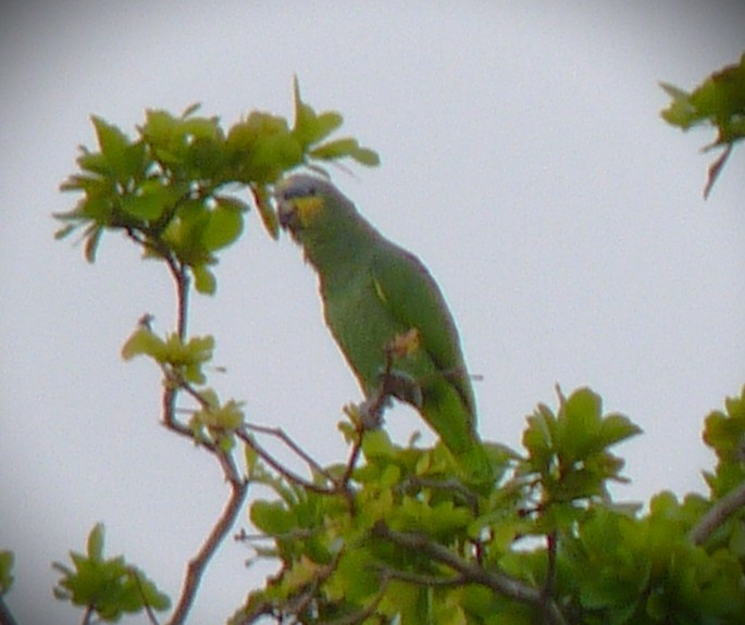 Orange-winged Amazon - ML644673023
