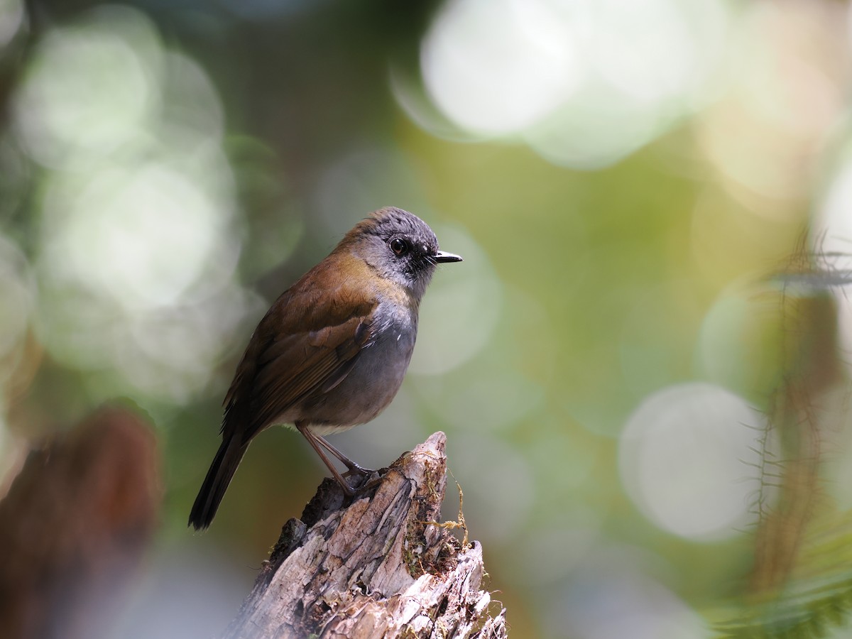 Black-billed Nightingale-Thrush - ML644673028