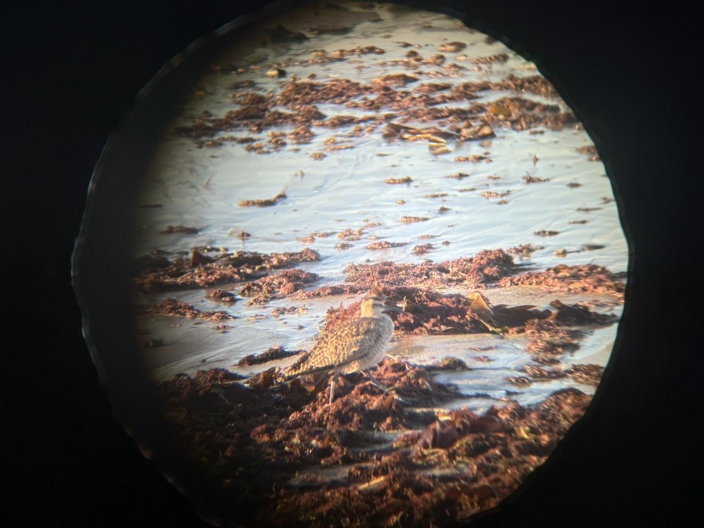 Courlis hudsonien - ML644673030