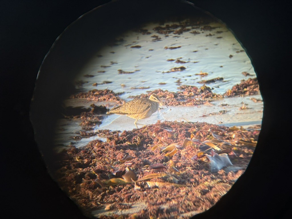 Courlis hudsonien - ML644673031