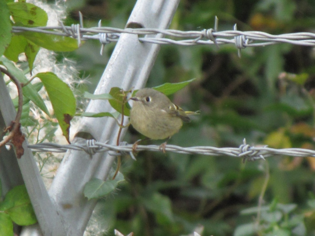 Ruby-crowned Kinglet - ML644673032