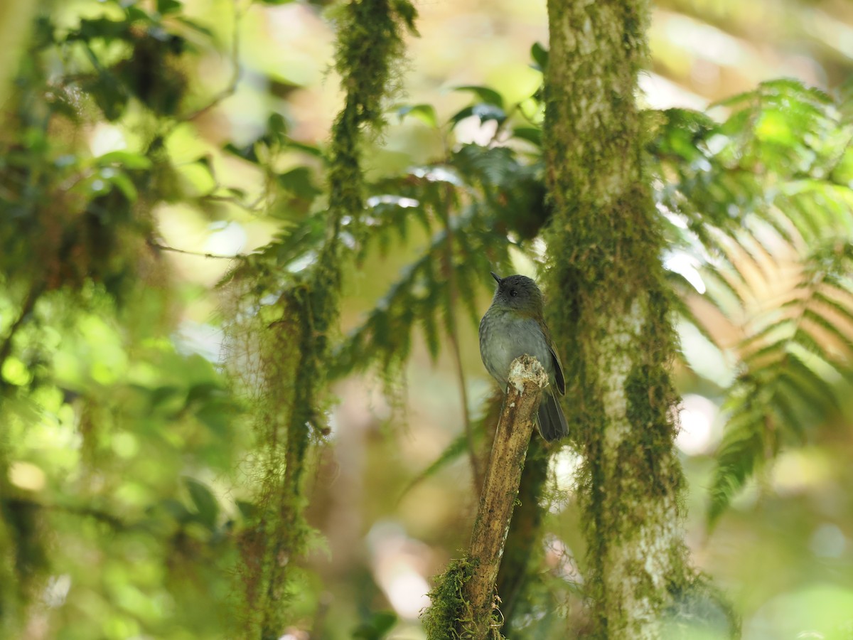 Black-billed Nightingale-Thrush - ML644673033