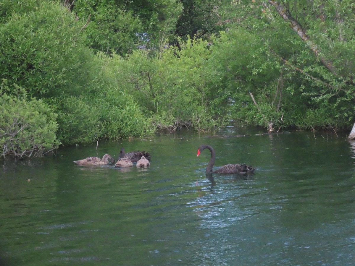 Black Swan - ML644673039