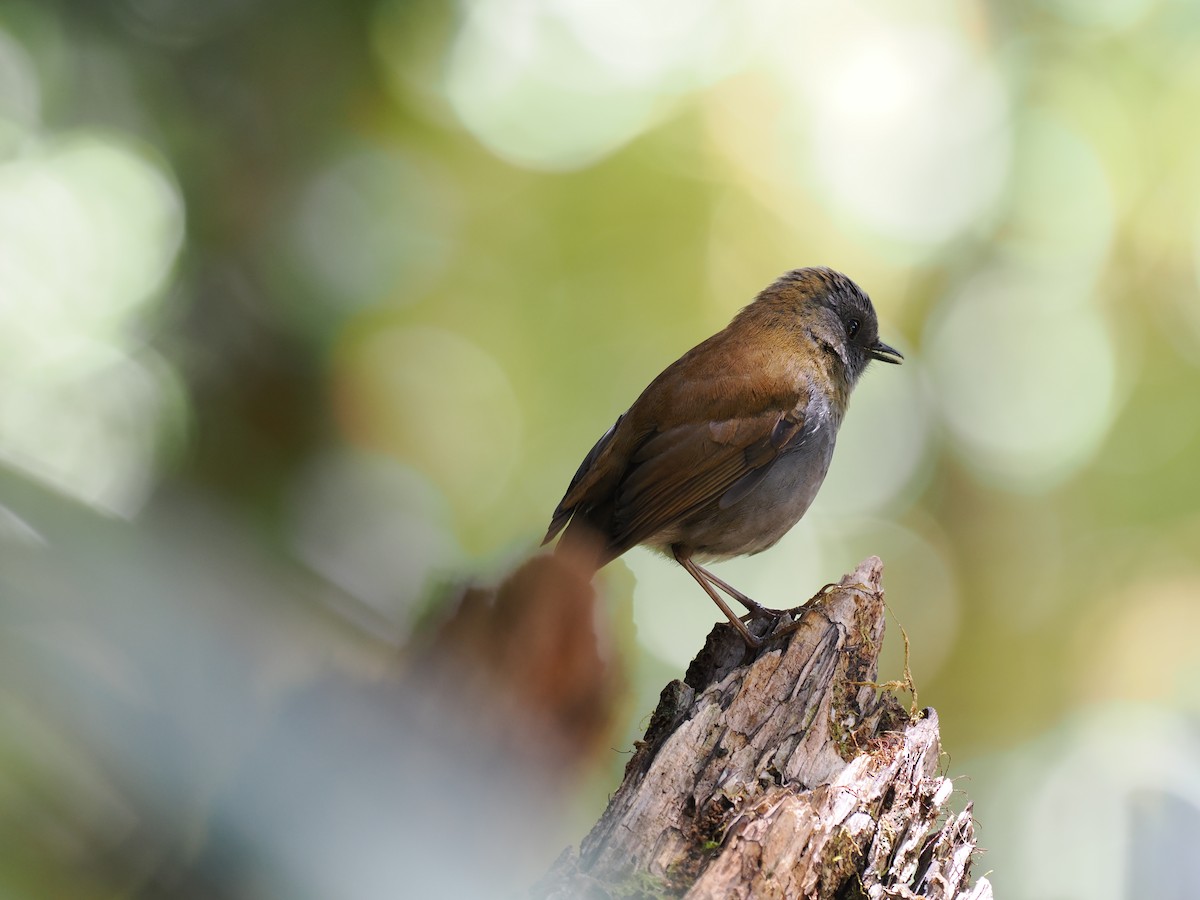 Black-billed Nightingale-Thrush - ML644673040