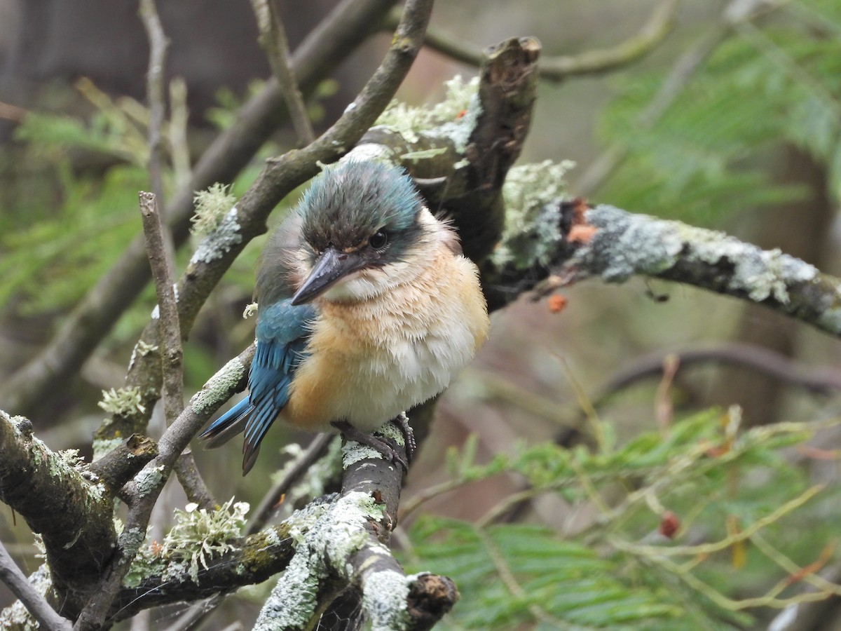 Sacred Kingfisher (Australasian) - ML644673043