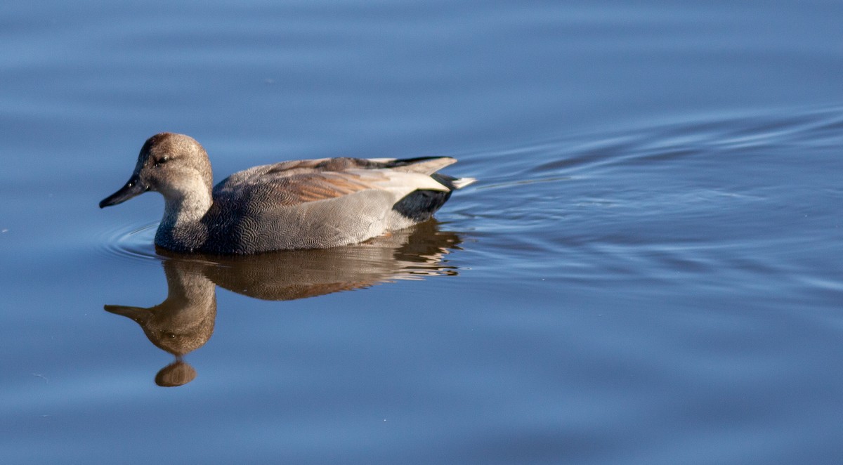 ברווז אפור - ML644673050