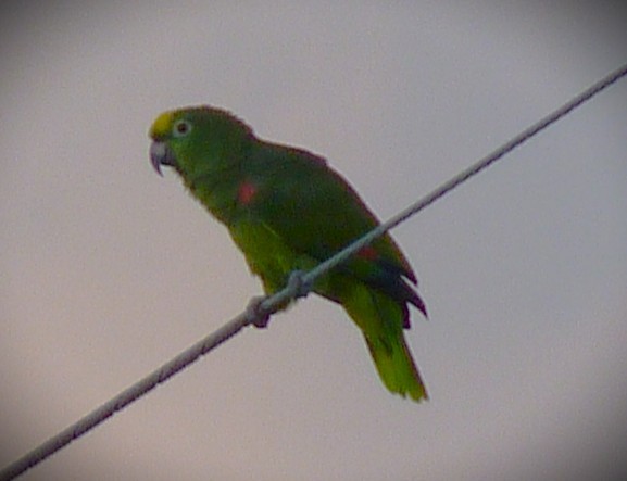 Orange-winged Amazon - ML644673051