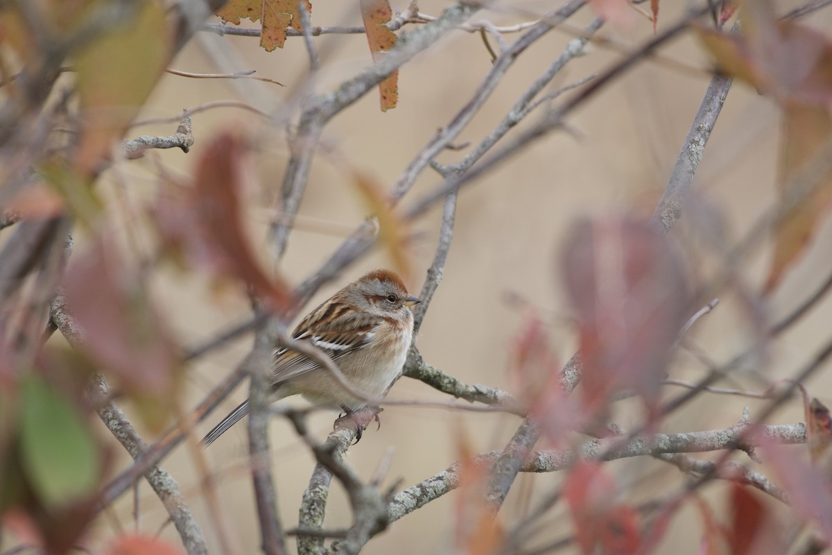 American Tree Sparrow - ML644673053