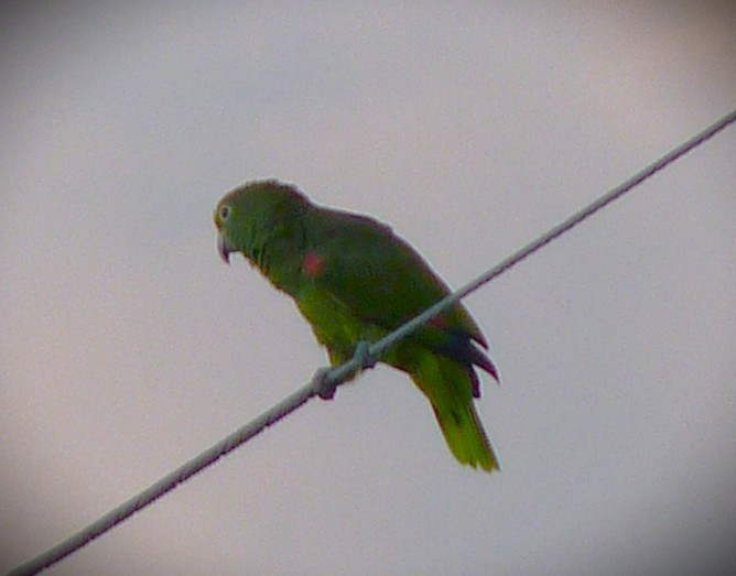 Orange-winged Amazon - ML644673054